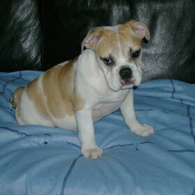 schattige e