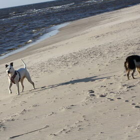 Hondenfoto van Claudia, Andor en Deamon