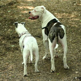 mini en maxi buffels
