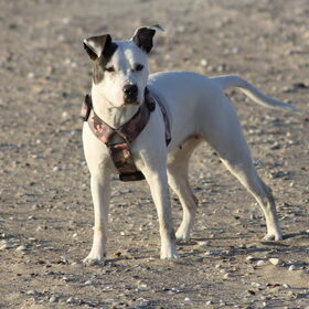 knappe Lady