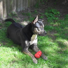 Hondenfoto van Kenny*Melissaa*Rufus (L)