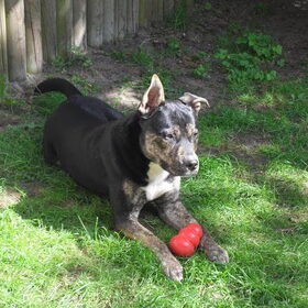 Hondenfoto van Kenny*Melissaa*Rufus (L)