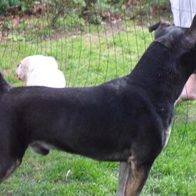 Hondenfoto van Kenny*Melissaa*Rufus (L)