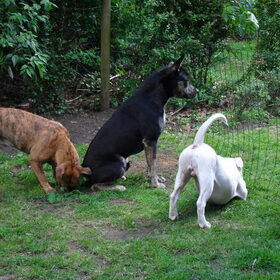 Hondenfoto van Kenny*Melissaa*Rufus (L)