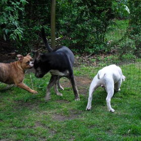 Hondenfoto van Kenny*Melissaa*Rufus (L)
