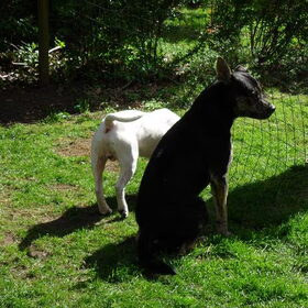 Hondenfoto van Kenny*Melissaa*Rufus (L)