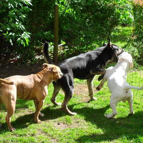 Hondenfoto van Kenny*Melissaa*Rufus (L)