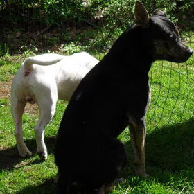 Hondenfoto van Kenny*Melissaa*Rufus (L)