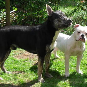 Hondenfoto van Kenny*Melissaa*Rufus (L)