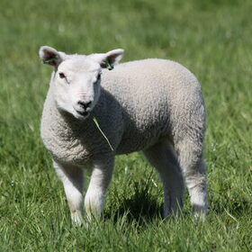 Schapen, we zijn er dol op.. Samen met de honden aan het werk…