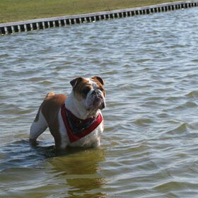 hmmm lekker weer in het water baas