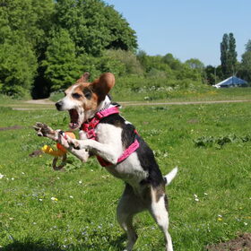 Hondenfoto van team Shadow