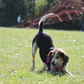 Hondenfoto van team Shadow