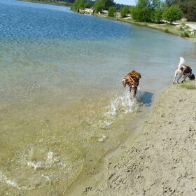 kooikerwandeling lommelse sahara