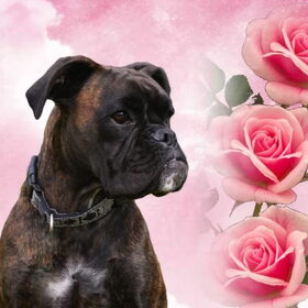 Hondenfoto van Toos (en boxer Kiara)