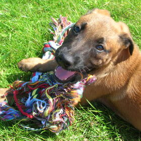 blije puppy rocko