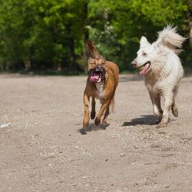 Hondenfoto van Hetty & Skipper