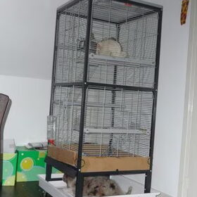 Charlie ligt onder de chinchillakooi.