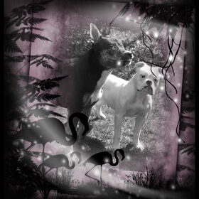 Zorran en Rufus. Made by Rina