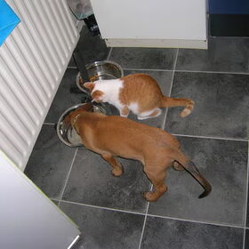 (pup)Rocko en rody