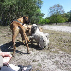Hondenfoto van liesbeth,Turbo,Luna, Levi en Faith