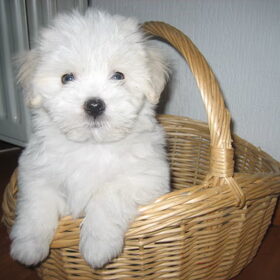 Hondenfoto van jacky 