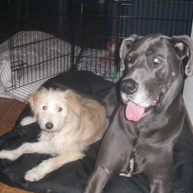 Joey (pup) en Ozzy