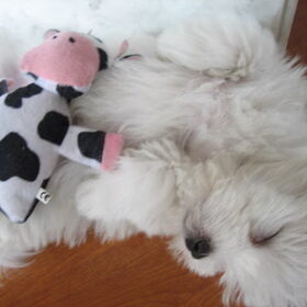 Hondenfoto van jacky 
