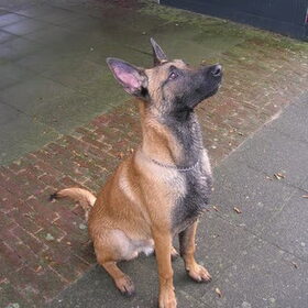 Rocko