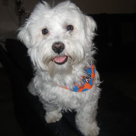 Hondenfoto van jacky 