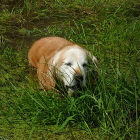 groen is gras