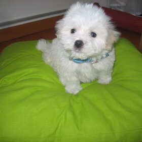 jacky toen die nog maar 8 weekjes oud was!