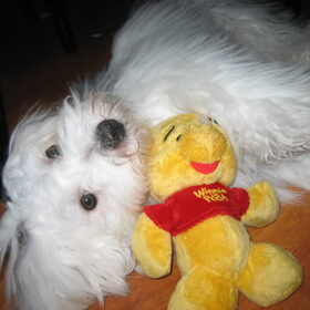 Hondenfoto van jacky 