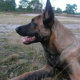 Hondenfoto van juliette