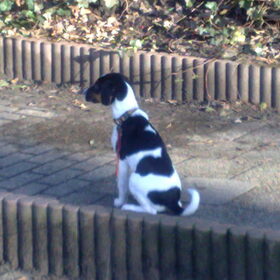 buiten kijk mij eens lief zitten
