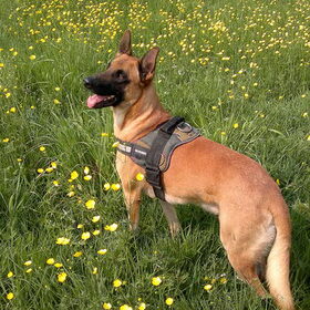 Hondenfoto van Kita