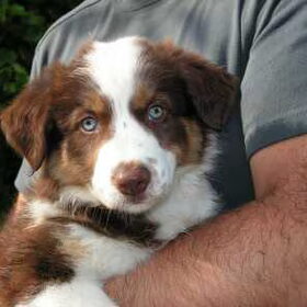 Laika is ons eerste border collie teefje