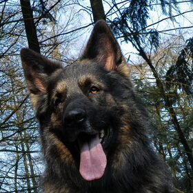 Hondenfoto van De Mecheltjes clan