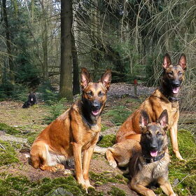 Hondenfoto van De Mecheltjes clan