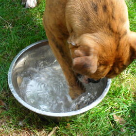 Dat is om te drinken Zazou