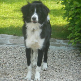 Hondenfoto van silke & woody 