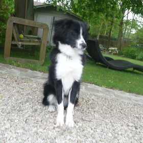 Hondenfoto van silke & woody 