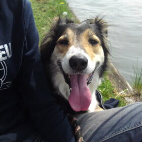 Layla, bij de Heimanswetering. Layla is mijn uitlaathond, ze is…
