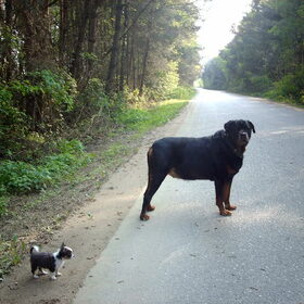 Toen wij in 2009 onze eerste chihuahua kochtenwas ze meteen…