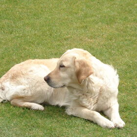 Hondenfoto van Jannick & Tess