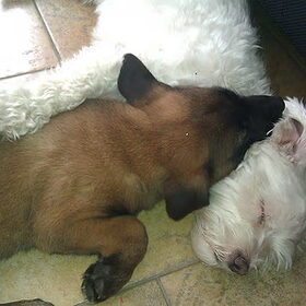 Quitny en Snowy samen slapen