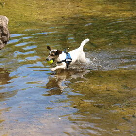 Rennen en spelen in het water.