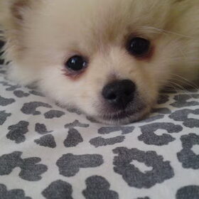 zoey in knuffelmodus..