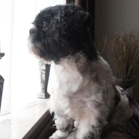 Snoopy