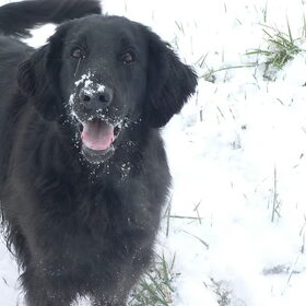 Sneeuwpret